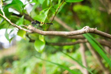 サナエトンボ科