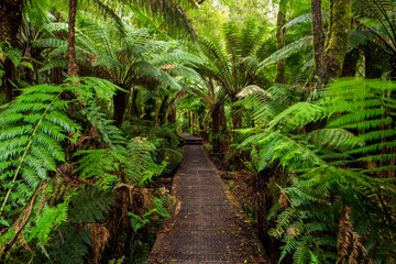 The boardwalk to the iconic hopetoun falls in Beechforest on the Great Ocean Road Victoria Australia on 6th August 2019