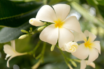 Obraz na płótnie Canvas Tropical white frangipani flowers on green leaves background. Close up plumeria tree.