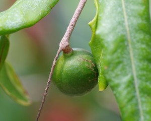 マカダミアの実