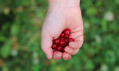 children's outstretched palm with red currant berries on it