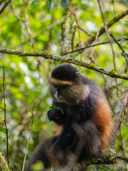 Golden Monkey in the Virunga volcanic mountains of Central Africa