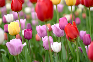 Tulips of various colors come together to form a beautiful harmony. The particle of the tulips seem to be touching, and the color is gorgeous.