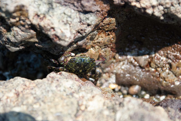Striped shore crab in Izu peninsula