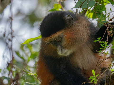 Golden Monkey in the Virunga volcanic mountains of Central Africa - Powered by Adobe