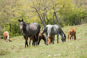 Naklejka na ściany i meble Herd of Wild Horses, grazing on green on green field