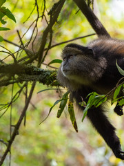 Golden Monkey in the Virunga volcanic mountains of Central Africa