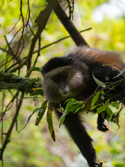 Golden Monkey in the Virunga volcanic mountains of Central Africa
