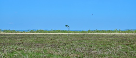 釧路湿原の森と湿原のコラボ情景＠北海道
