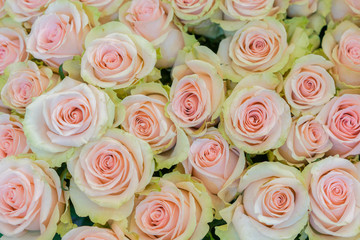 Beige roses background. White roses horizontal seamless pattern. White roses arrangement