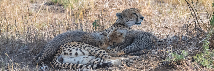 Cheeta with her two babies in the savannah, Serengeti reserve in Tanzania, cute animals