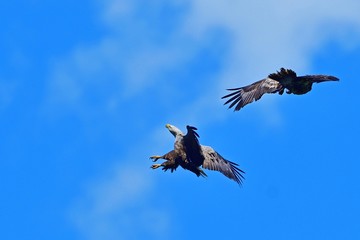 迫力満点のオジロワシの空中バトルシーン