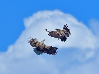 迫力満点のオジロワシの空中バトルシーン