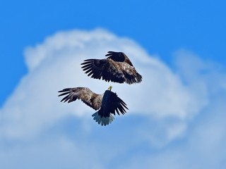 Obraz premium 迫力満点のオジロワシの空中バトルシーン