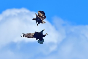 迫力満点のオジロワシの空中バトルシーン
