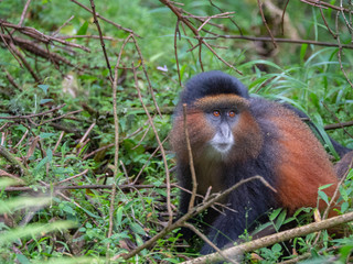 Golden Monkey in the Virunga volcanic mountains of Central Africa