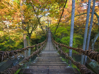 紅葉とかずら橋　足羽川渓谷　福井県