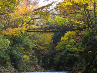 紅葉とかずら橋　足羽川渓谷　福井県