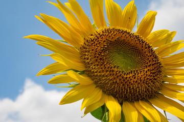 東京都清瀬市のひまわり