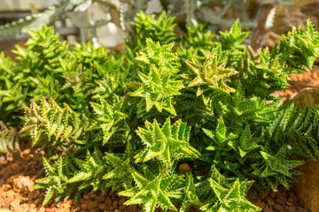 Beautiful aloe juvenna in a nature