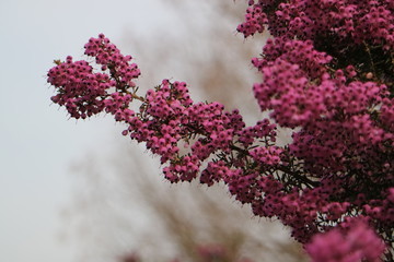 ジャノメエリカの花