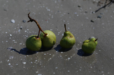 pears green on the sand on the seashore