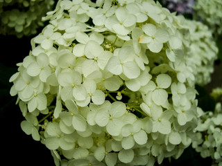 アジサイ、ペールグリーン