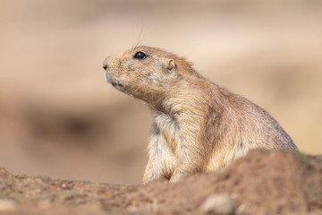 This little prairydog is watching to the left 