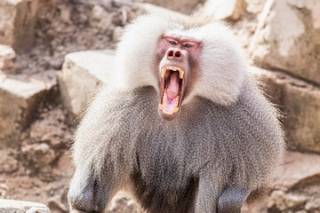 This big baboon is yawning in a rocky enviromnent