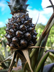 収穫前のパイナップルの実