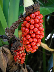 赤い実、トロピカル