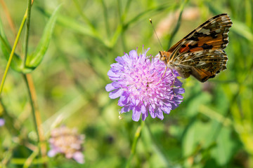 Butterfly on a purple flower on the field. close up