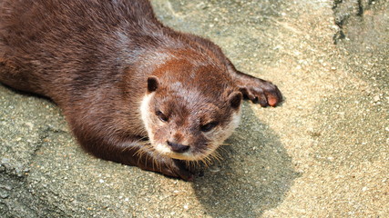 カワウソ１