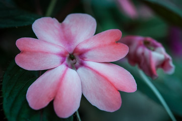 日陰の花びら、インパチェンス