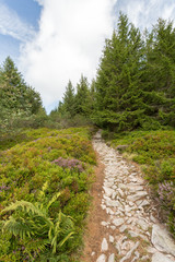 Sentier de randonnée en forêt