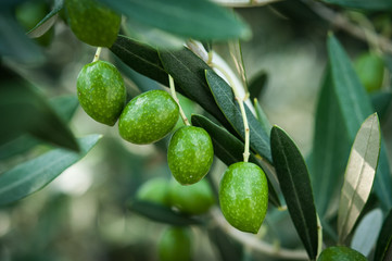 未熟なオリーブたち