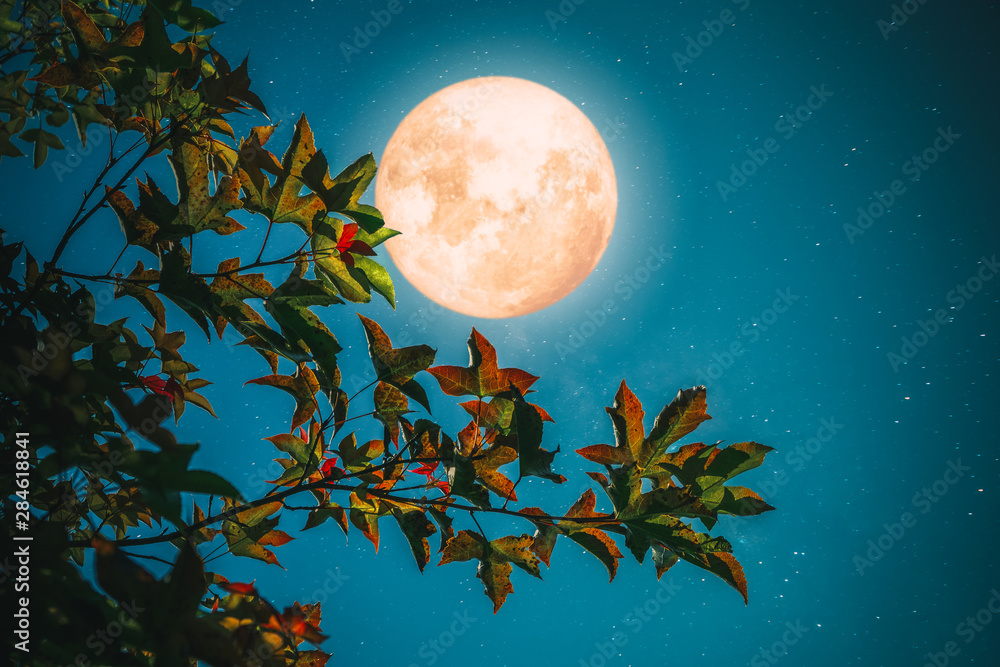Sticker beautiful autumn fantasy - maple tree in fall season and full moon with star. retro style with vinta