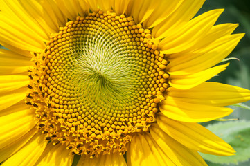 ヒマワリのアップ、黄色のみのスパイラル