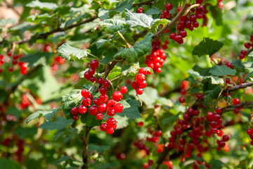 Bouquet of red currant berries (Ribes rubrum) on a branch with leaves close-up.