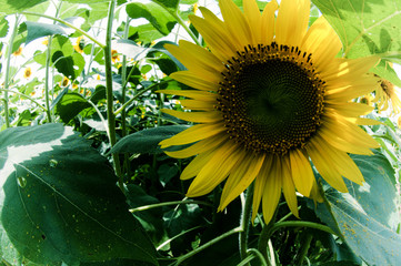 日陰で休むヒマワリ、魚眼