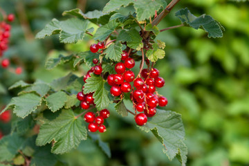Obraz premium Bouquet of red currant berries (Ribes rubrum) on a branch with leaves close-up.