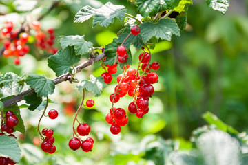 Bouquet of red currant berries (Ribes rubrum) on a branch with leaves close-up.