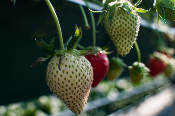 未熟なイチゴ、白