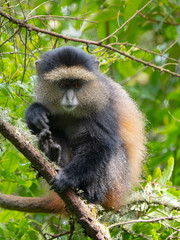 Golden Monkey in the Virunga volcanic mountains of Central Africa