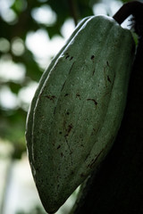 未熟なカカオポッド