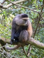 Golden Monkey in the Virunga volcanic mountains of Central Africa