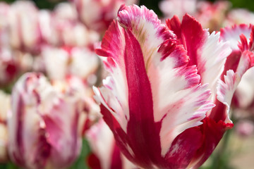 チューリップ、マゼンタ、フリンジ