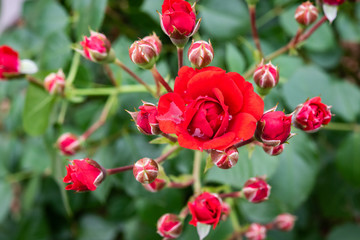 向かいくる赤バラのつぼみたち