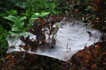 large and dense spider web on a garden hedge