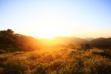 Beautiful bloming wild flowers fields and meadow in springtime on sunset and natural sunlight shining on mountain.